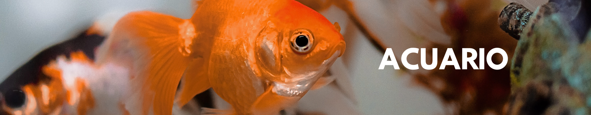 acuario-mayorista